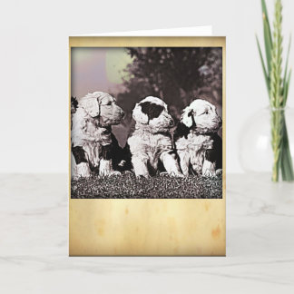 Greeting Card style English sheepdogs