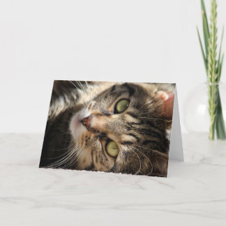Greeting Card - Sunning Cat