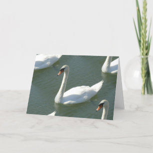 Greeting Card - Swans in Colour