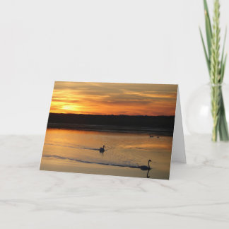 Greeting card : swans in the sunset
