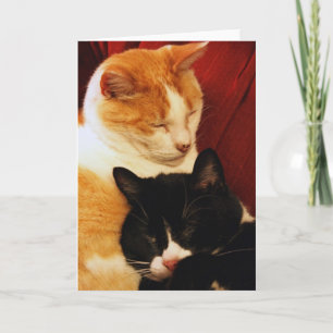 Greeting Card: Sweet Dream Cats Card
