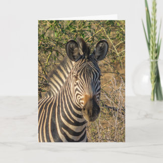 Greeting Card - The Face of a Zebra
