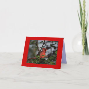 Greeting Card with Cardinal