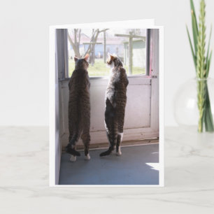 Greeting Card with Cats