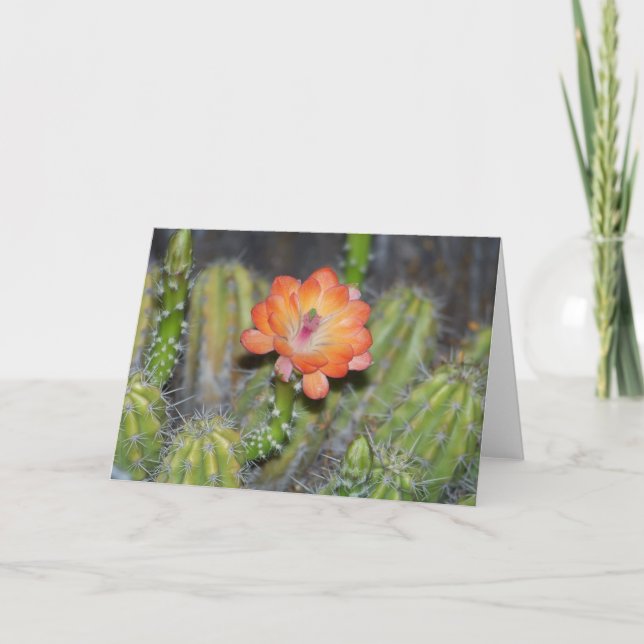 Greeting Card with Orange cactus flower (Front)