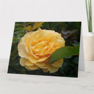 Greeting Card:  Yellow Camellia Card