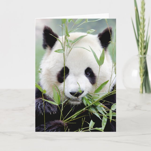 Greeting cards Photo giant panda. Panda geant. (Front)