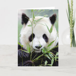 Greeting cards Photo giant panda. Panda geant.