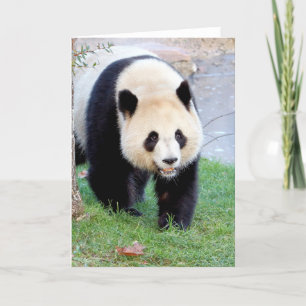 Greeting cards Photo giant panda. Panda geant.