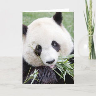 Greeting cards Photo giant panda. Panda tending.