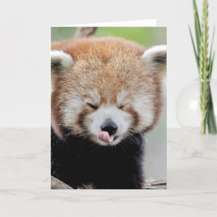 Greeting cards Photo red panda. Panda roux.