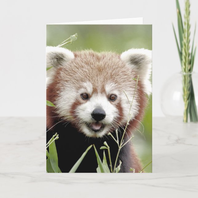 Greeting cards Photo red panda. Panda roux. (Front)