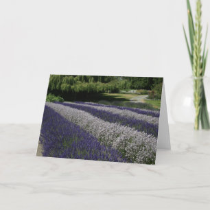 Greeting Cards: Purple and White Lavender Card