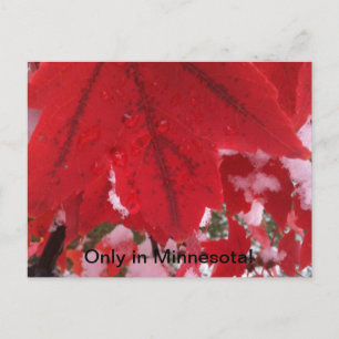 Greeting from Minnesota Postcard