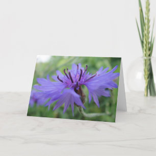 Greeting map blue Kornbluenblüte, in blank Card