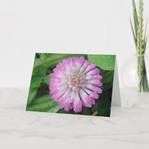 Greeting map pink clover blossom with water drops card