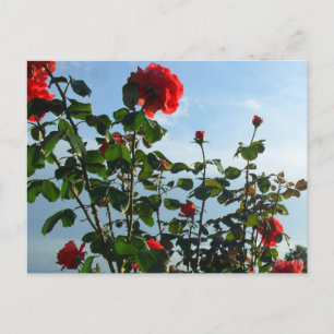 greetings birthday flat card