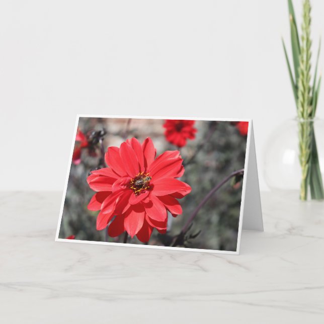 Greetings card featuring a bee on a red flower (Front)