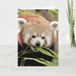 Greetings card Photo red panda , animals 0293.