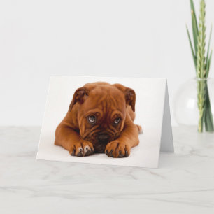 Greetings Card - Puppy Eyes