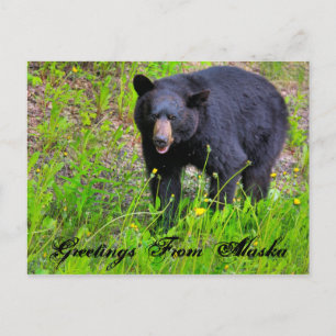 Greetings From Alaska Postcard