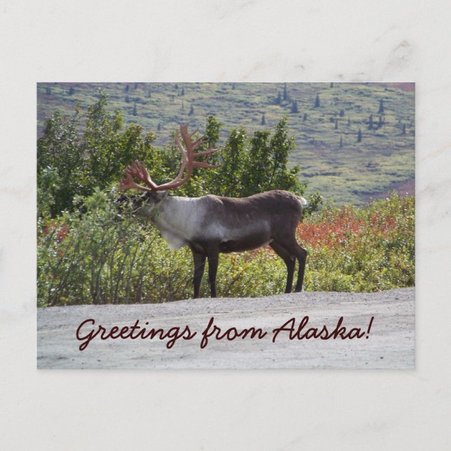 Greetings from Alaska! Postcard (Front)