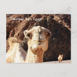 Greetings from an Egyptian Camel Postcard