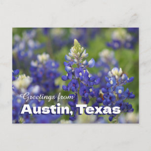 Greetings from Austin Texas Bluebonnets Postcard 