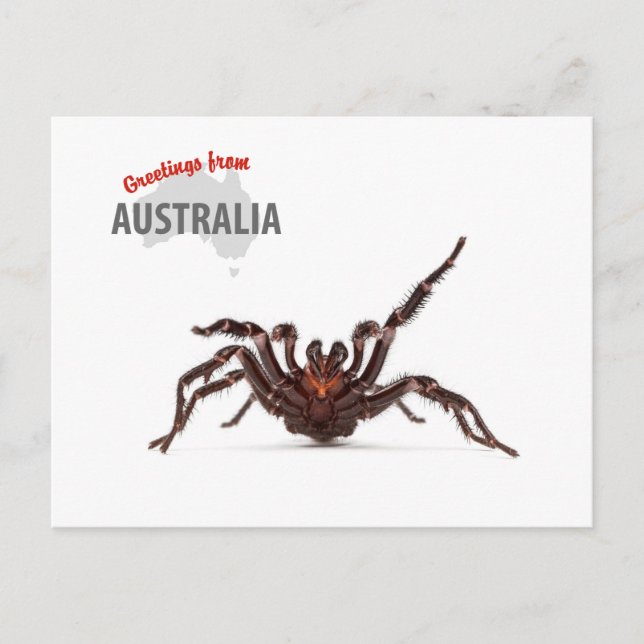 Greetings From Australia - Funnel-Web Spider Postcard (Front)