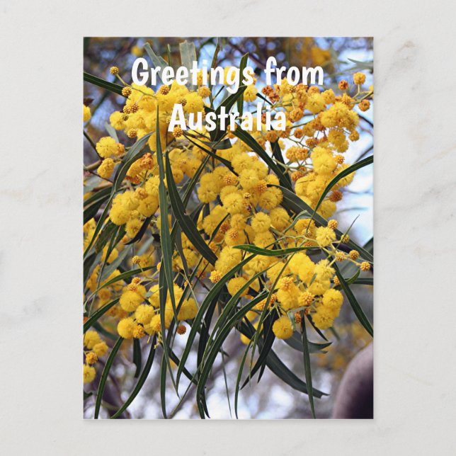 Greetings from Australia:Yellow wattle blossoms Postcard (Front)