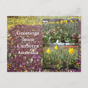 Greetings from Canberra Australia Postcard