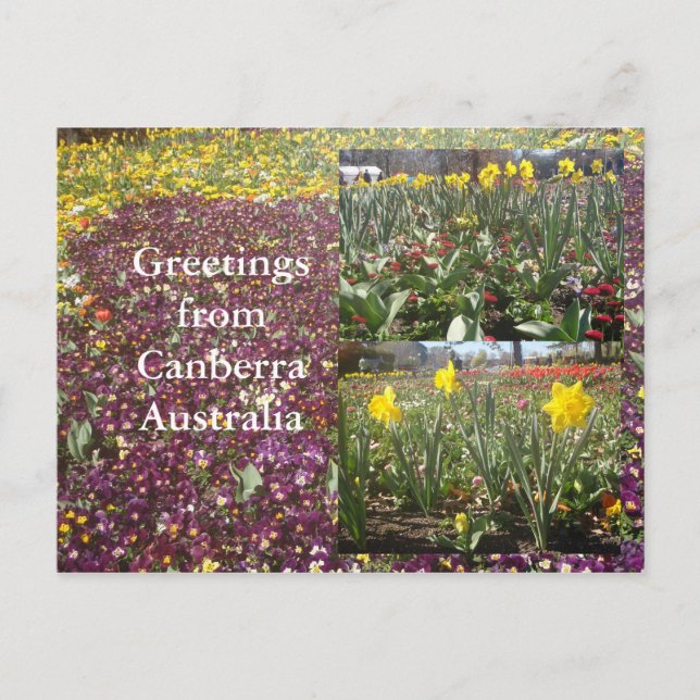 Greetings from Canberra Australia Postcard (Front)