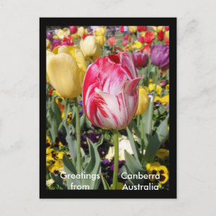 Greetings from Canberra Australia Postcard