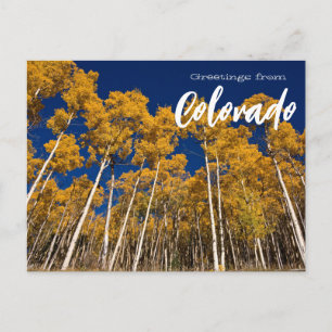 Greetings from Colorado Apen Trees Postcard  