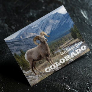 Greetings from Colorado Bighorn sheep Postcard