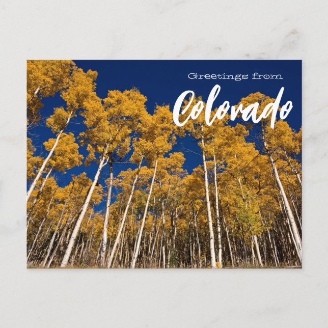 Greetings from Colorado Postcard Aspen Trees (Front)