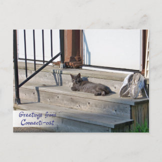 Greetings from Connecticut Cat (Connecti-cat) Postcard