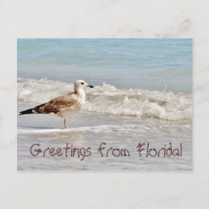 Greetings from Florida Miami seagull Postcard