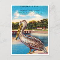 Greetings from Florida, Old Bill Pelican Florida