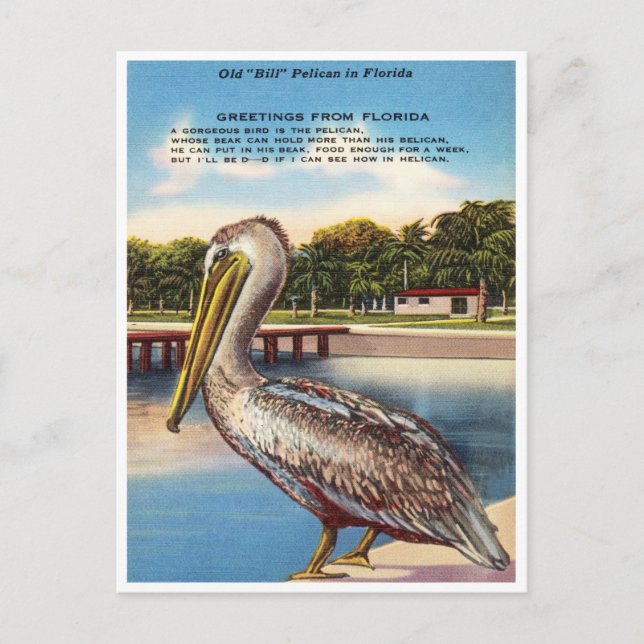 Greetings from Florida, Old Bill Pelican Florida Postcard (Front)