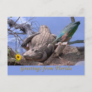 Greetings From Florida Postcard