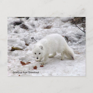 Greetings from Greenland 18 Postcard