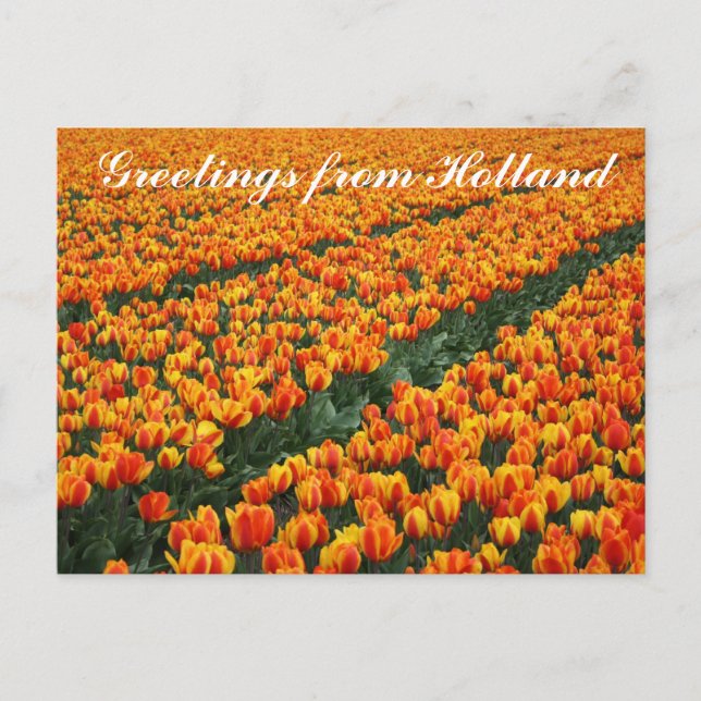 "Greetings from Holland" postcard (Front)