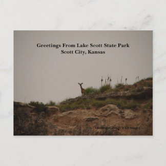 Greetings From Lake Scott State Park Postcard