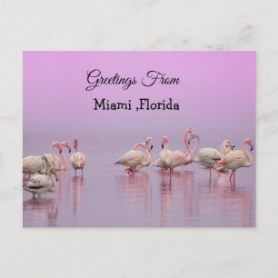 Greetings From Miami ,Florida Pink Flamingo's Postcard