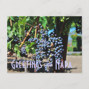 Greetings from Napa Valley California Postcard