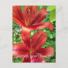 GREETINGS FROM TENNESSEE flower garden photo | Postcard