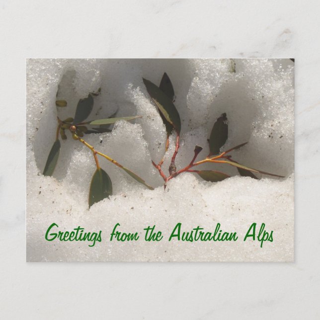 Greetings from the Australian Alps Postcard (Front)