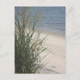 Greetings from the beach! postcard