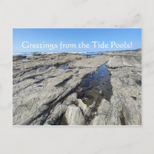 Greetings from the Tide Pools! Postcard